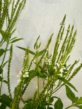 Load image into Gallery viewer, Verbena Hastata &#39;White Spires&#39; 2 Ltr
