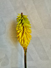 Load image into Gallery viewer, Kniphofia &#39;Lemon Popsicle&#39;
