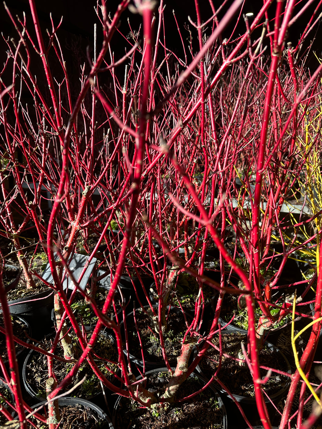 Cornus alba 'Sibirica'