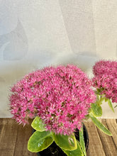 Load image into Gallery viewer, Hylotelephium (Sedum) Brilliant 2 Ltr Pot
