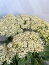 Load image into Gallery viewer, Hylotelephium (sedum) Iceberg 2 Ltr Pot
