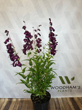 Load image into Gallery viewer, Penstemon Raven 5 Ltr pot
