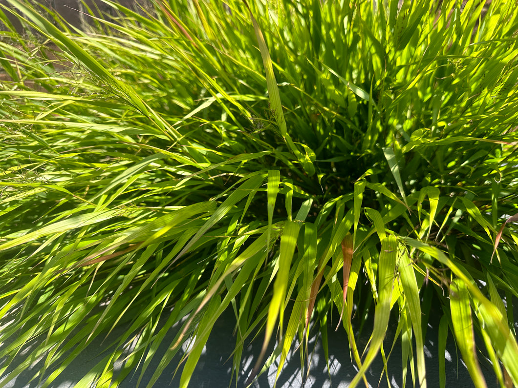 Hakonechloa macra 2 Ltr Pot