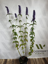 Load image into Gallery viewer, Agastache &#39;Black Adder&#39; 2Ltr Pot
