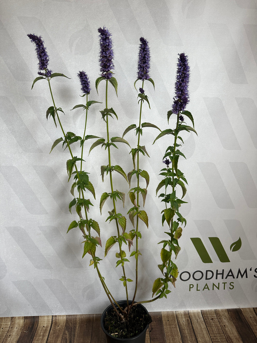 Agastache 'Black Adder' 2Ltr Pot