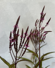 Load image into Gallery viewer, Verbena hastata &#39;Pink Spires&#39;
