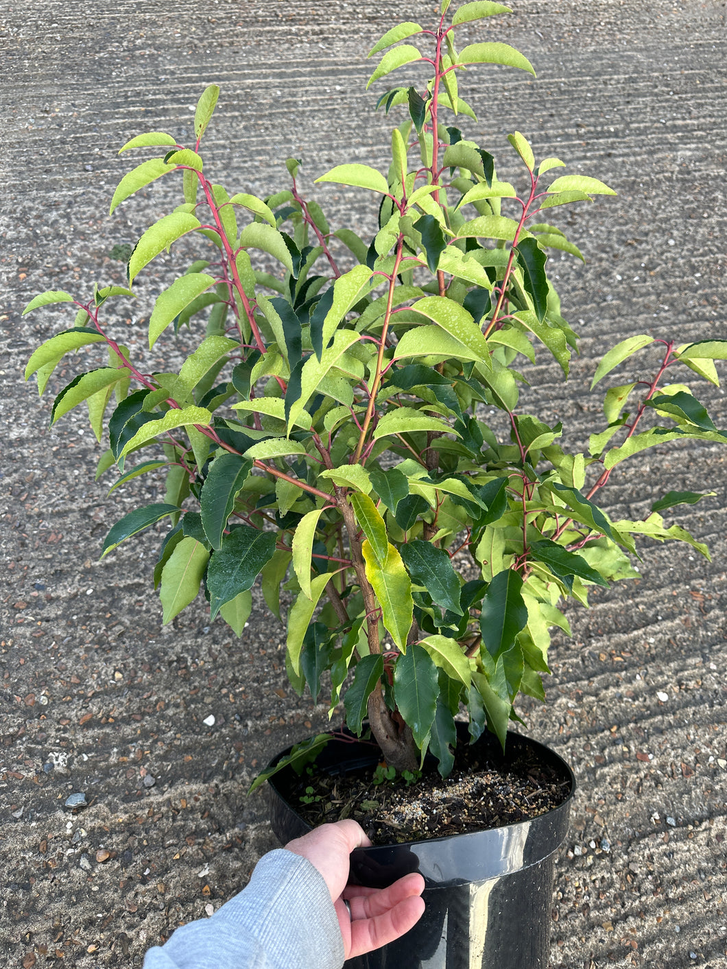 Prunus lusitanica 'Angustifolia' / Portugeuse Laurel