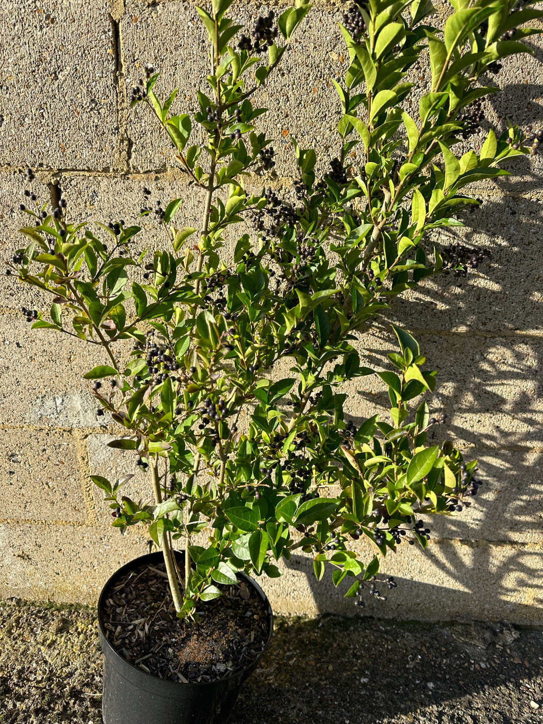 Privet hedging (Ligustrum ovalifolium)
