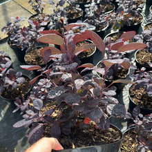 Load image into Gallery viewer, Cotinus coggygria &#39;Royal Purple&#39; 10 Ltr Pot
