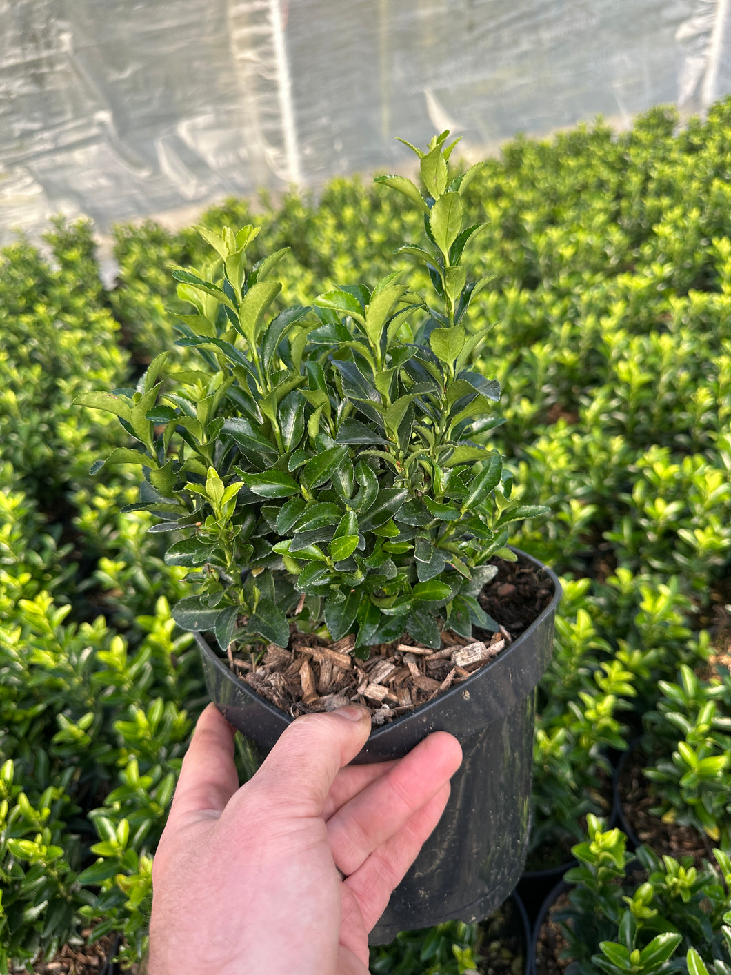 Euonymus jap. 'Green Spire'