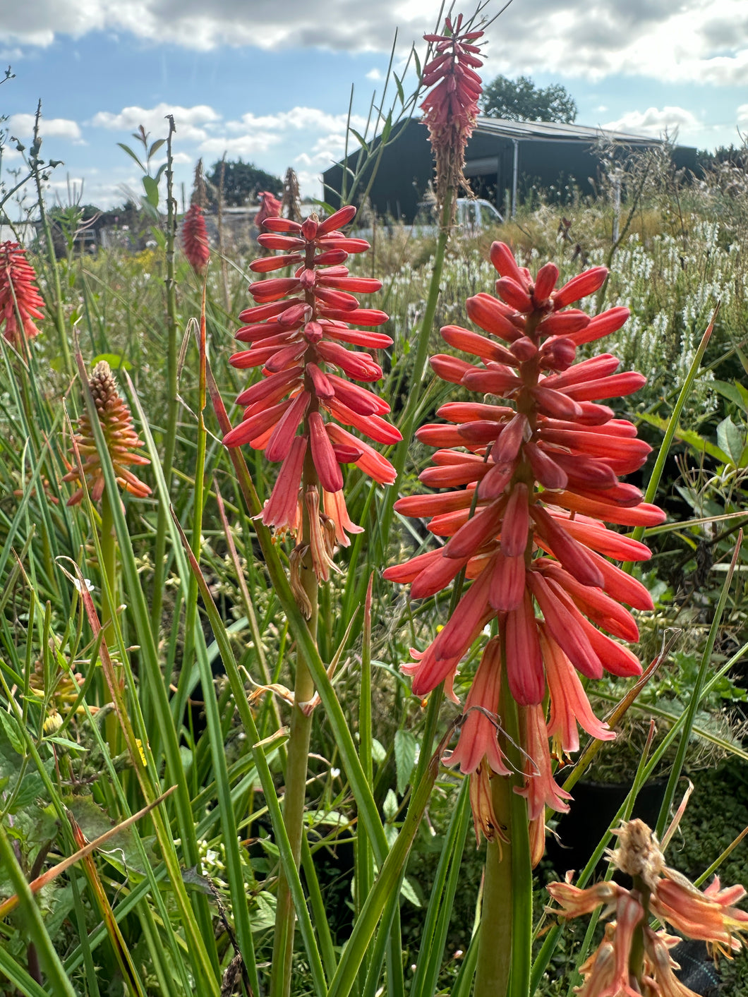 Kniphofia mango Popsicle 2 Ltr Pot