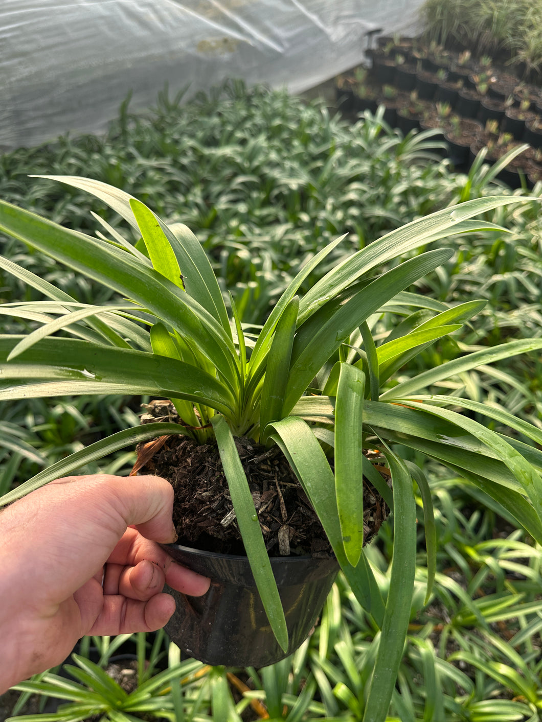 Agapanthus africanus Albus 2 Ltr Pot