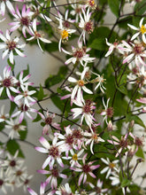 Load image into Gallery viewer, Aster Divaricatus &#39;Beth Chatto&#39;
