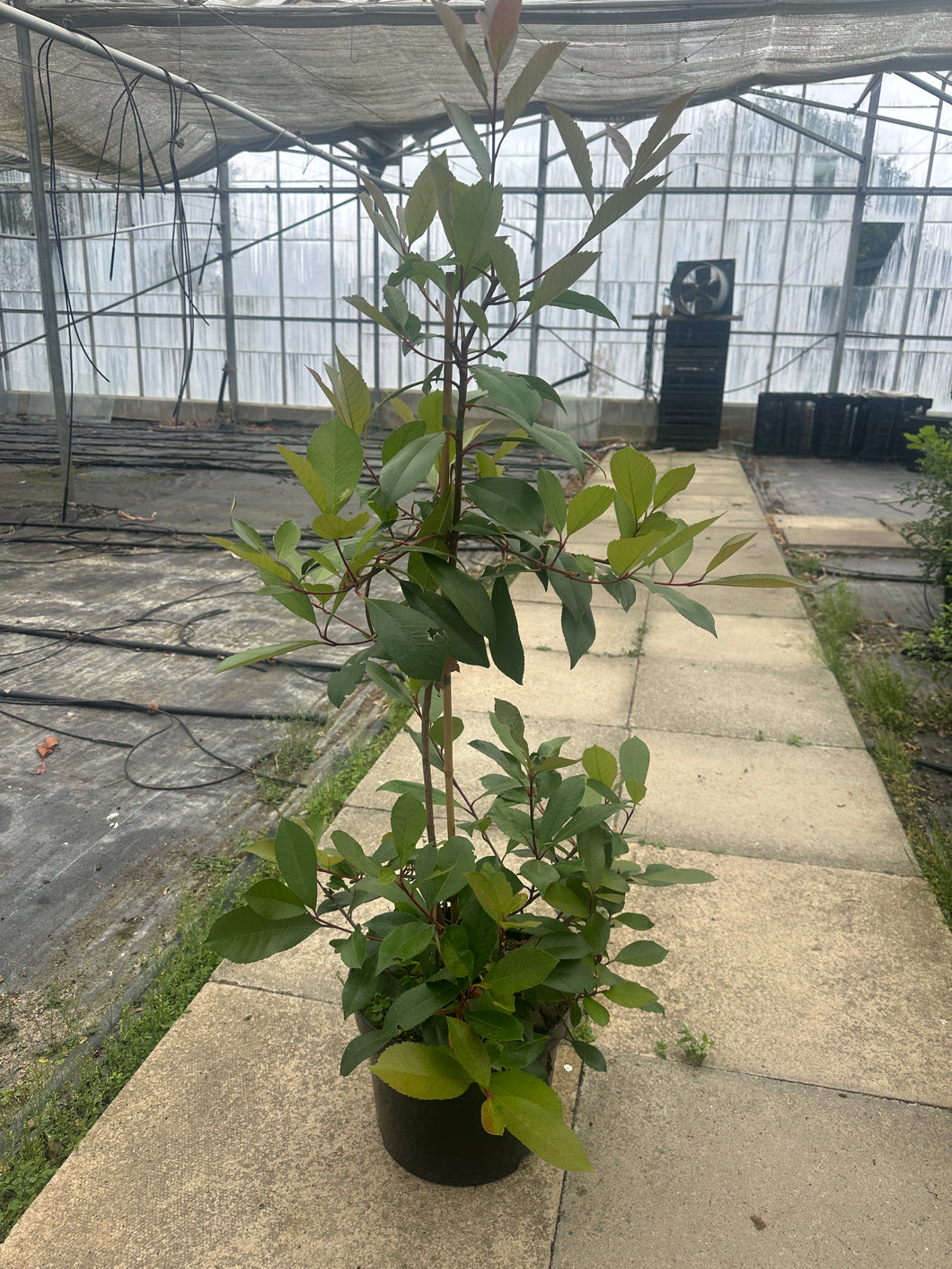 Photinia x Fraseri 'Red Robin'