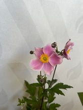 Load image into Gallery viewer, Anemone hyb. &#39;September Charm&#39; 2 Ltr Pot
