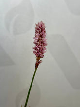 Load image into Gallery viewer, Persicaria &#39;Bistorta Superba’ 2 Ltr Pot
