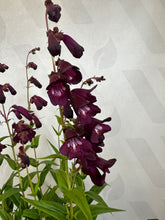 Load image into Gallery viewer, Penstemon Raven 5 Ltr pot
