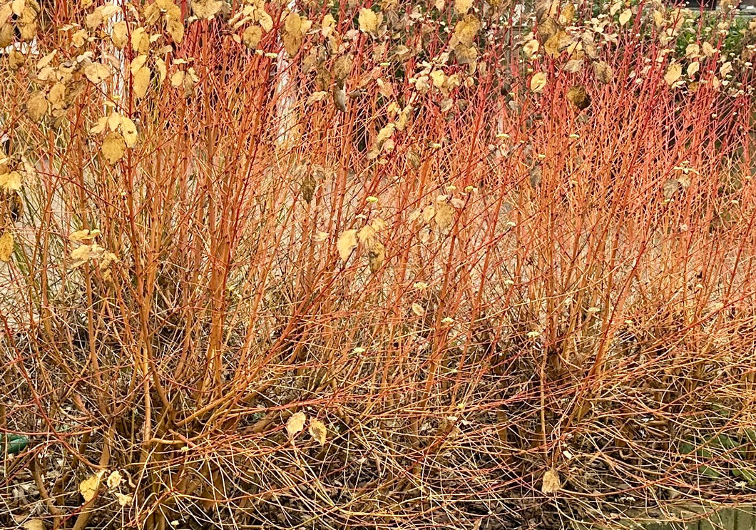 Cornus Sanguinea 'Midwinter Fire'