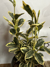 Load image into Gallery viewer, Euonymus japonicus &#39;Bravo 2/3 Ltr pot

