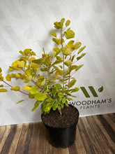 Load image into Gallery viewer, Cotinus &#39;Golden Spirit&#39; 10 Ltr
