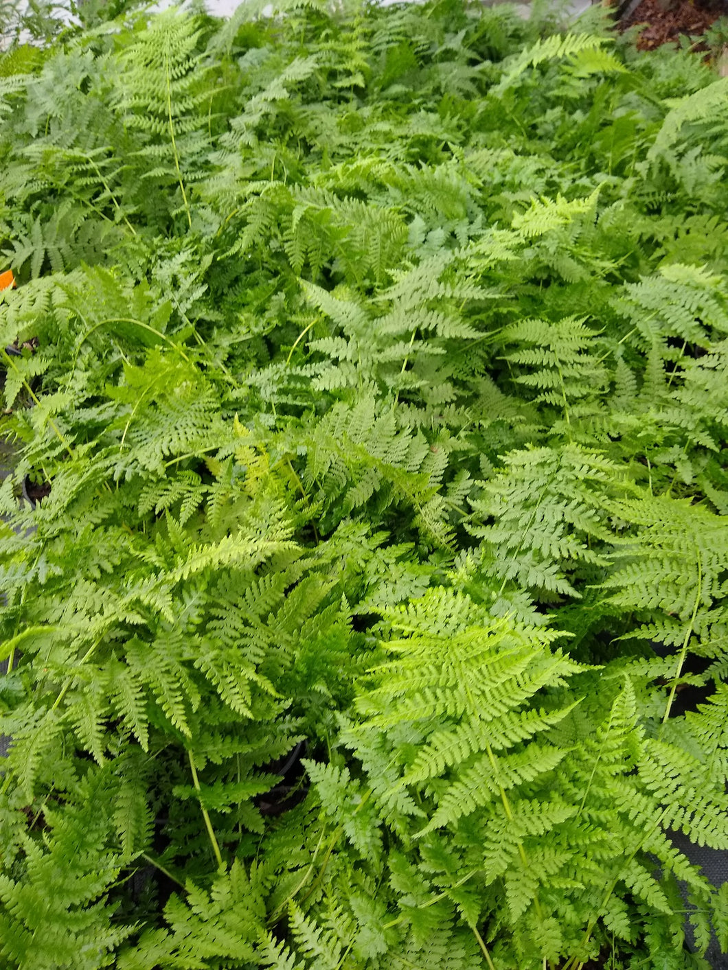 Dryopteris filix-mas