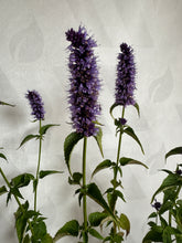 Load image into Gallery viewer, Agastache &#39;Black Adder&#39; 2Ltr Pot
