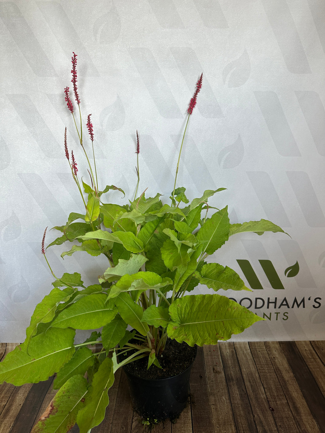 Persicaria Amplexicaulis 'firedance’ 5 Ltr