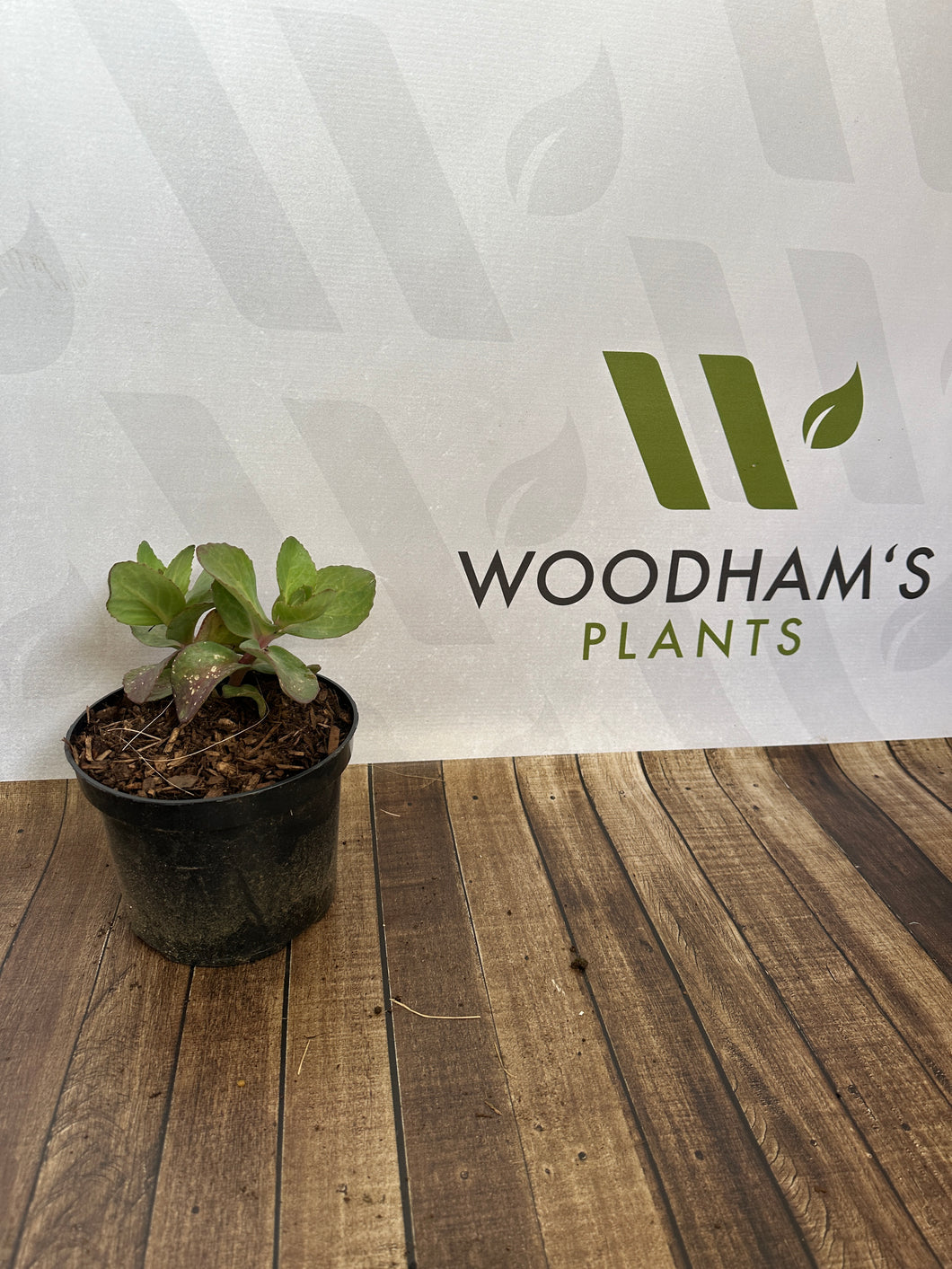 Hylotelephium (Sedum) Matrona 2 Ltr Pot