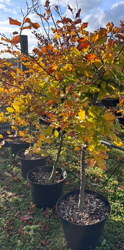 Fagus Sylvetica Woodhams Plants