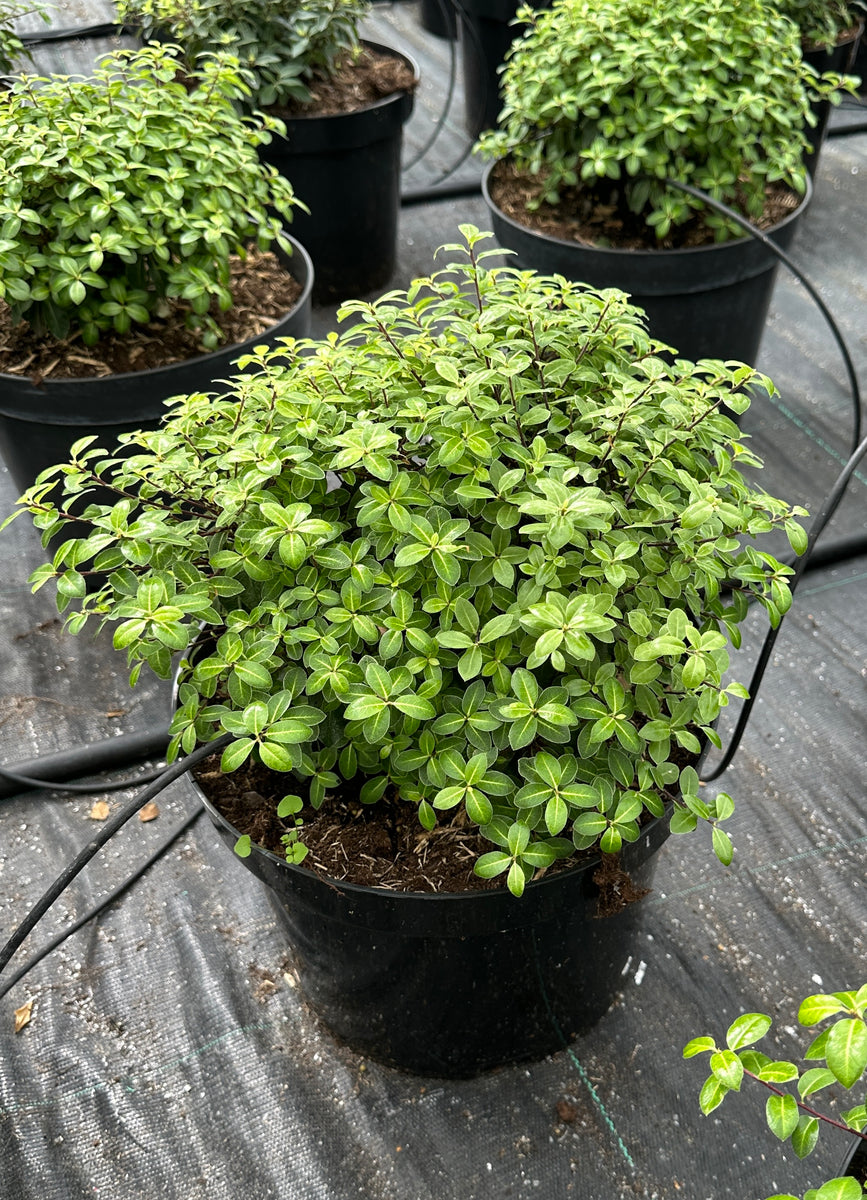 Pittosporum Golden Ball 10 Ltr Pot – Woodhams Plants