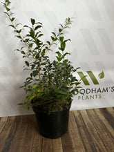 Load image into Gallery viewer, Osmanthus Burkwoodii 10 Litre 
Woodhams Plants
