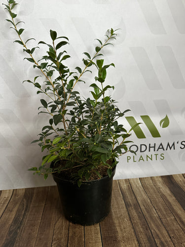 Osmanthus Burkwoodii 10 Litre 
Woodhams Plants