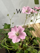 Load image into Gallery viewer, Geranium &#39;Dreamland&#39;
