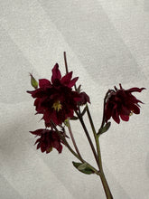 Load image into Gallery viewer, Aquilegia &#39;Ruby Port&#39;
