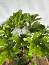 Load image into Gallery viewer, Fatsia Japonica 10 Ltr
