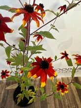 Load image into Gallery viewer, Rudbeckia &#39;Prairie Glow&#39;
