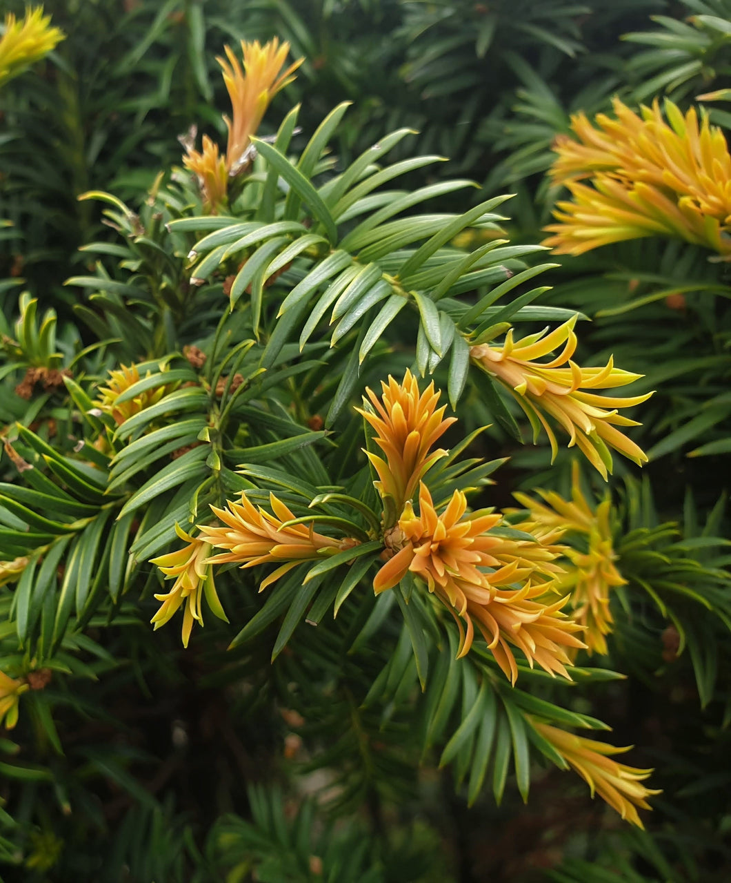 Taxus Baccata or English Yew