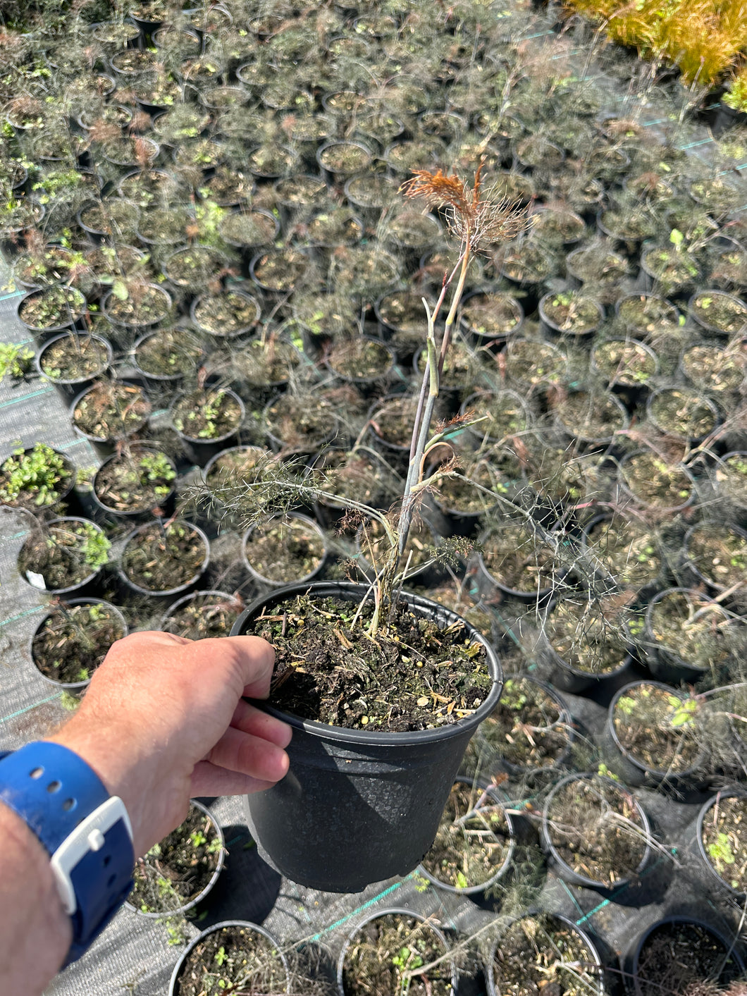 Foeniculum vulgare 'Purpureum' Bronze Fennel