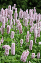 Load image into Gallery viewer, Persicaria &#39;Bistorta Superba’ 2 Ltr Pot
