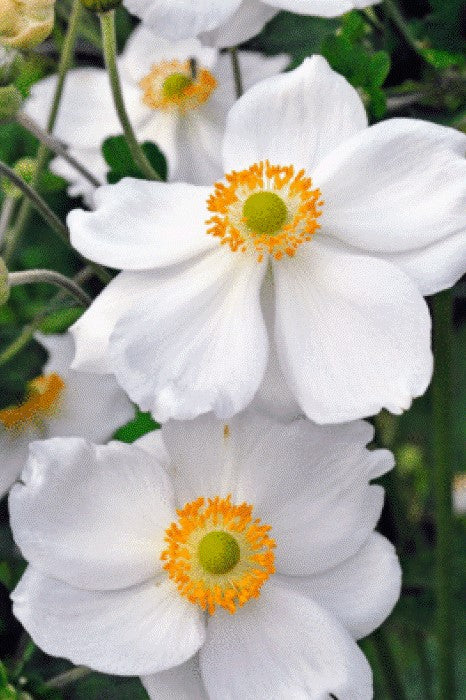 Anemone hyb. 'Honorine Jobert'