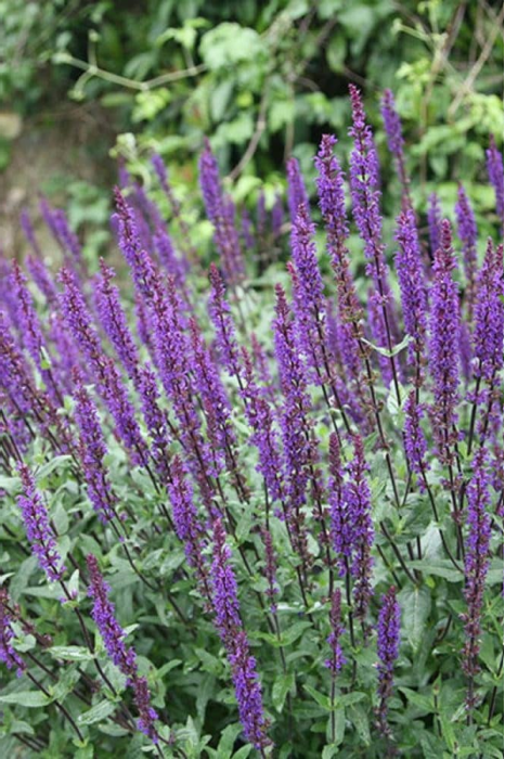 Salvia nemorosa 'Caradonna'