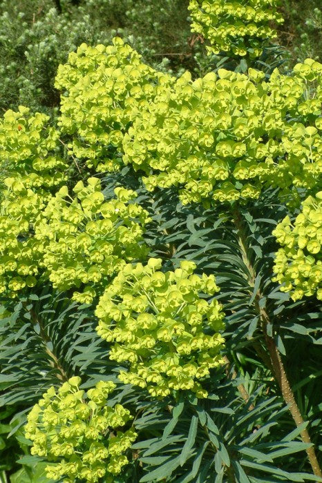 Euphorbia characias wulfenii 2 Ltr Pot