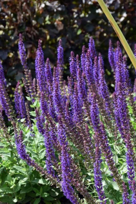 Salvia nemorosa 'Ostfriesland'