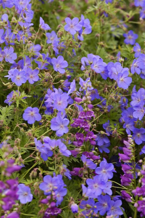 Geranium 'Johnson's Blue' 2 Ltr