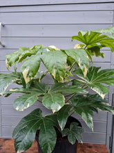 Load image into Gallery viewer, Fatsia japonica &#39;Variegata&#39;
