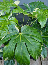 Load image into Gallery viewer, Fatsia japonica &#39;Variegata&#39;
