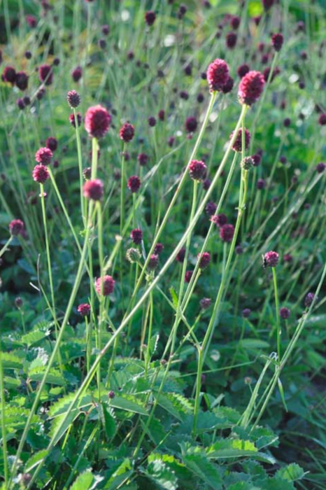 Sanguisorba 'Tanna'