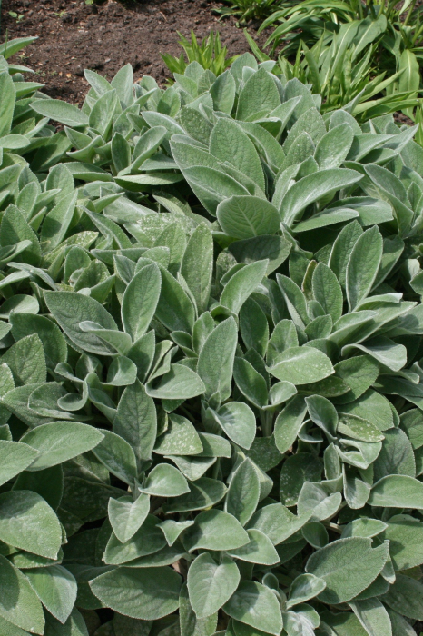 Stachys byzantina 'Big Ears'