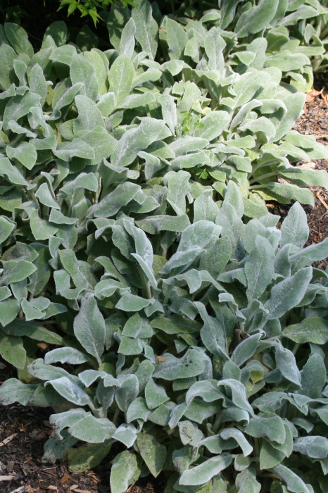 Stachys byzantina 'Silver Carpet'