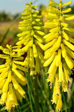 Load image into Gallery viewer, Kniphofia &#39;Lemon Popsicle&#39;
